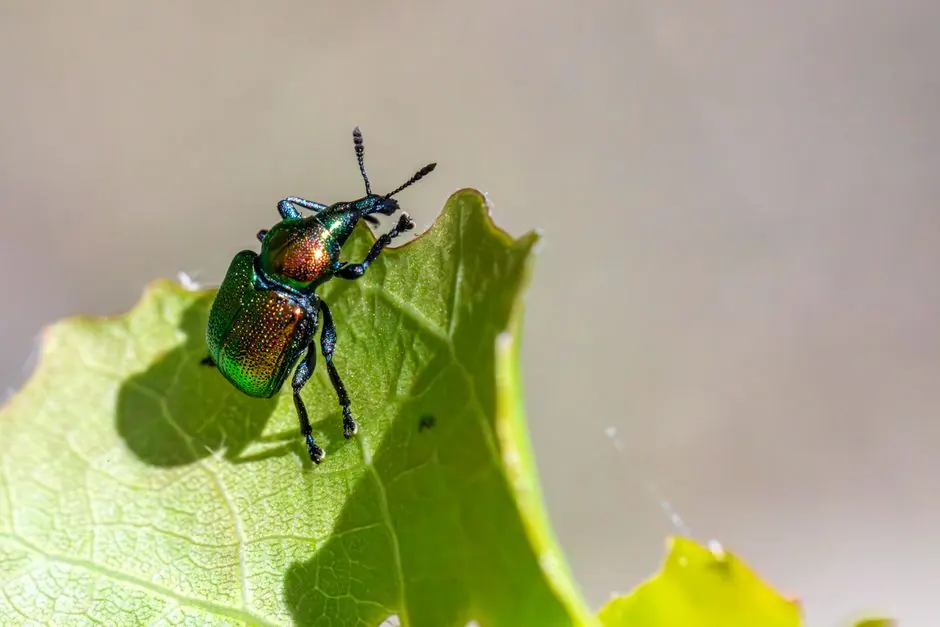 A detailed macro shot of an aspen leaf-rolling weevil on a green leaf.