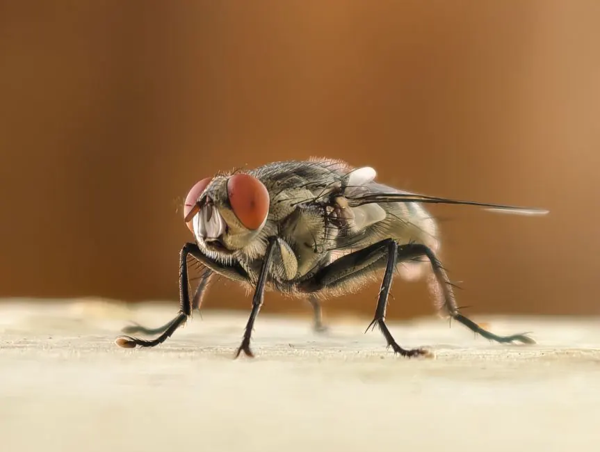 Commercial Pest Control