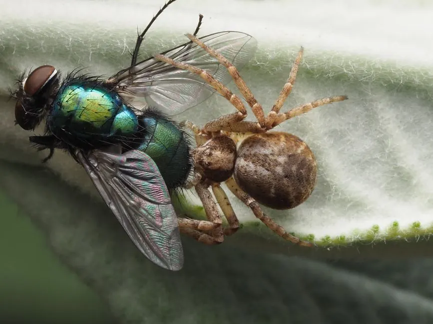 Commercial Pest Control