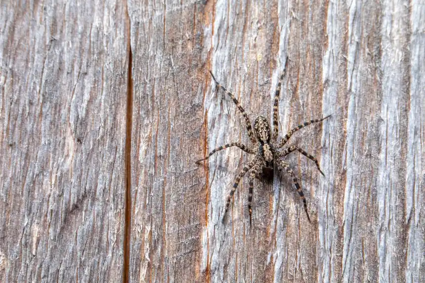 Detailed view of a wolf spider on textured wood background.