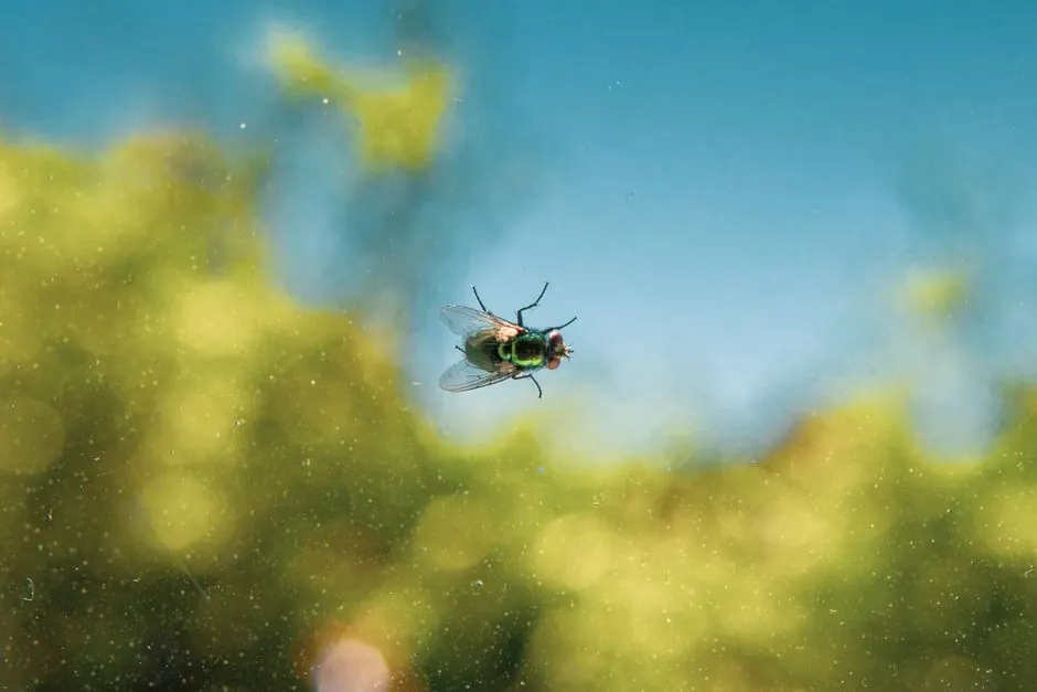 Our Expertise in Flea and Tick Control