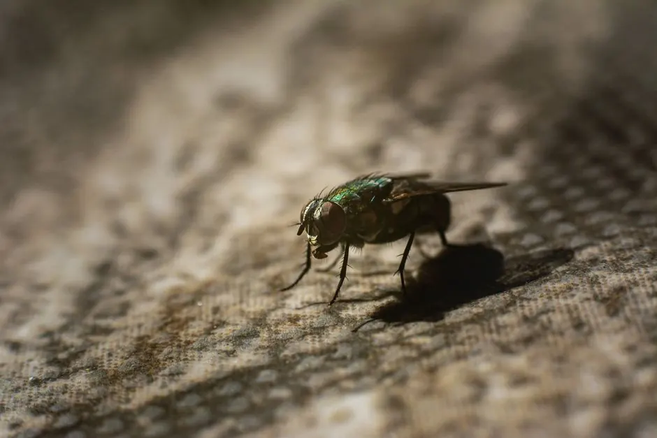 Our Expertise in Spider Control