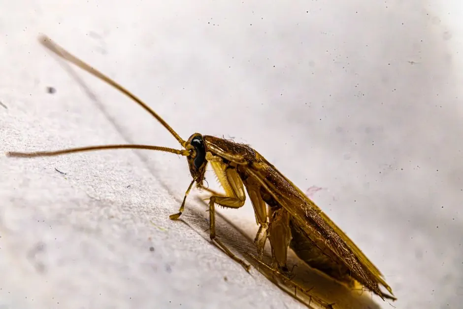 Our Expertise in Termite Control