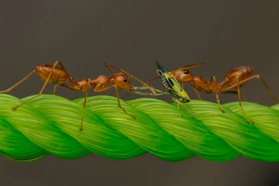 Two ants working together to capture prey on a vibrant green rope in a natural setting.