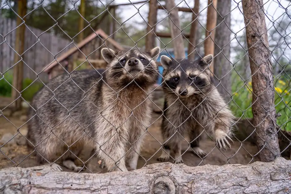 Two raccoons in a wildlife enclosure behind a chain-link fence outdoors.